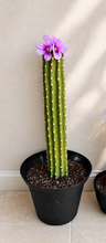 Load image into Gallery viewer, Cactus Toilet Plunger Cover Southwest Bathroom Decor Succulent Saguaro
