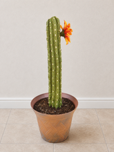 Load image into Gallery viewer, Cactus Toilet Plunger Cover Southwest Bathroom Decor Succulent Saguaro
