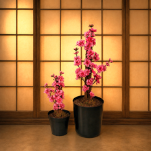 Load image into Gallery viewer, Japanese Cherry Blossom Trees Toilet Plunger &amp; Brush Keepers
