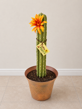 Load image into Gallery viewer, Cactus Toilet Plunger Cover Southwest Bathroom Decor Succulent Saguaro

