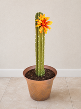Load image into Gallery viewer, Cactus Toilet Plunger Cover Southwest Bathroom Decor Succulent Saguaro
