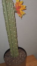 Load and play video in Gallery viewer, Cactus Toilet Plunger Cover Southwest Bathroom Decor Succulent Saguaro
