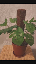 Load and play video in Gallery viewer, Monstera Plant Cover for Toilet Scrub Brush POTTY PLANTS Bowl Brush Cover Monstera Bathroom Decor Container
