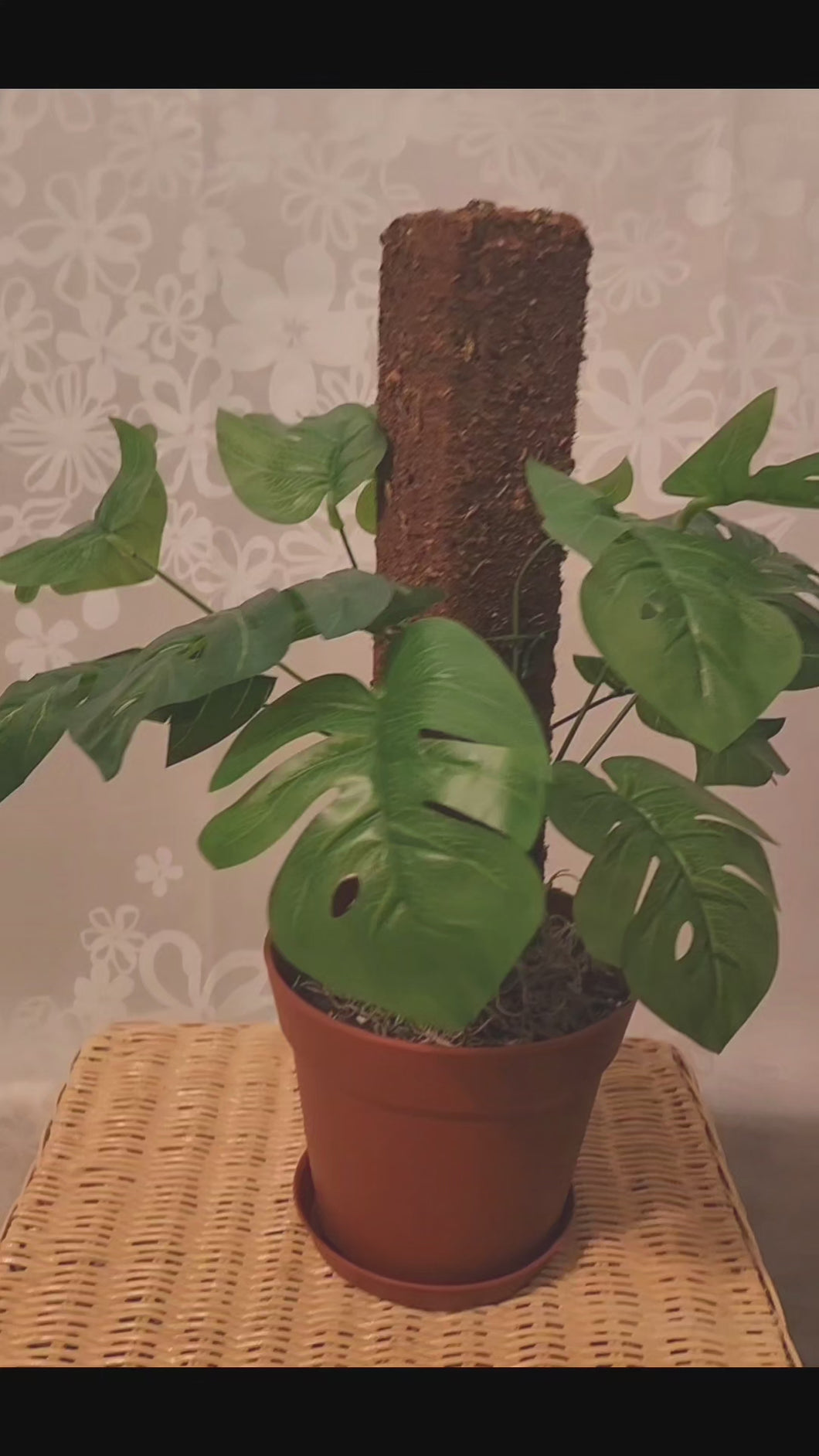 Monstera Plant Cover for Toilet Scrub Brush POTTY PLANTS Bowl Brush Cover Monstera Bathroom Decor Container