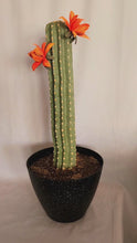 Load and play video in Gallery viewer, Covers for Toilet plunger and bowl scrub brush containers caddy look like cactus Southwest Decor Saguaro
