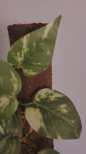 Load and play video in Gallery viewer, Toilet Plunger Storage Looks Like Variegated Pothos Plant Bathroom Decor Potty Plants
