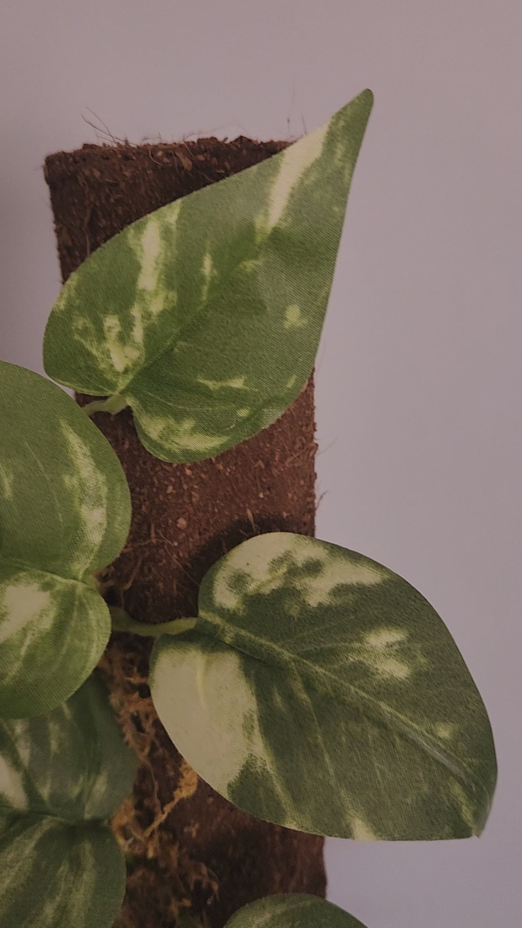 Toilet Plunger Storage Looks Like Variegated Pothos Plant Bathroom Decor  Potty Plants
