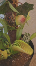 Load and play video in Gallery viewer, Artificial Venus Flytrap | Decorative Flyswatter Holder | Carnivorous Plant Décor
