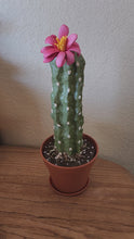 Load and play video in Gallery viewer, Cactus Pen Holder Desk Decor Hides Sharpie Pen Highlighter Nail File Envelope Letter Opener Keys Office Organization Secret Succulent Cactus
