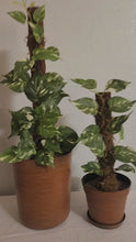 Load and play video in Gallery viewer, Toilet Plunger and Scrub brush containers variegated pothos Potty Plants
