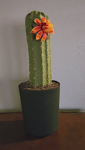 Load and play video in Gallery viewer, Bellows Toilet Plunger Cactus Cover Container Potty Plants Bathroom Decor
