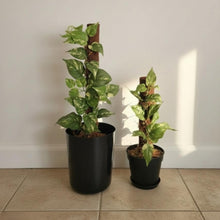 Load image into Gallery viewer, Pothos Potty Plants®️ toilet plunger and scrub brush containers
