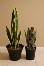 Load image into Gallery viewer, Snake plant decorative containers for toilet plunger and scrub brush
