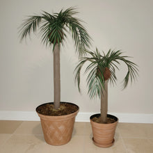 Load image into Gallery viewer, Palm Trees Toilet Plunger and Scrub Brush Covers Set Beach Theme Bathroom Accessories Island Decor for Cleaning Tools
