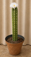 Load image into Gallery viewer, Cactus Toilet Plunger Cover Southwest Bathroom Decor Succulent Saguaro
